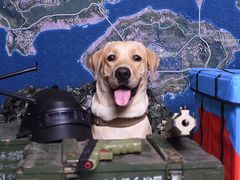 -读宠于你·约克夏比熊·睫角守宫·爬宠售卖(高新店)