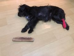 -艾贝尔宠物医院·狂犬免疫点(江山金象城店)