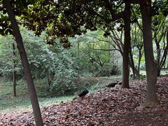 -合肥野生动物园