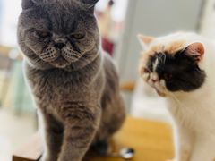 -平行世界·猫咖(首经贸店)