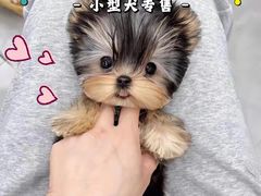 -萌宠之家·腊肠犬·马尔泰·小体犬舍