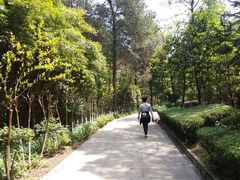 -铁山坪森林公园