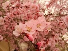 -桃花堤公园