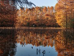 -上海海湾国家森林公园