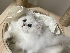-猫大福·Fortune Cat猫舍(百子湾店)