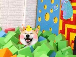 -恐龙探索乐园(磁器口店)