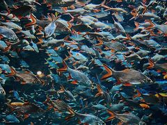 -成都浩海立方海洋公园