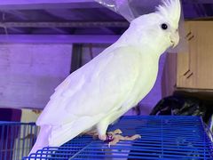 -花鸟鱼虫鲜花绿植市场(玉泉路店)