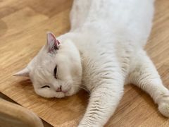 -楼上猫咖(罗湖店)