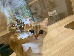 -飞行喵MR PILOT|猫舍·猫咖(静安大融城店)