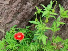 -合肥滨湖国家森林公园