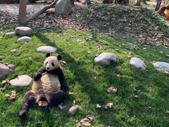 -都江堰中华大熊猫苑