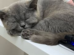 -爱佳宠物中心医院24H·CT·骨外科·猫专科(瑶海万达店)