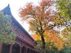 -灵谷景区