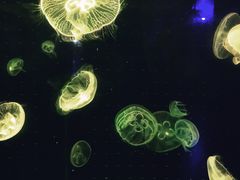 -锦艺城海洋馆