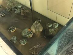 可怕的牛蛙！！！-盒马鲜生(杭州运河上街店)