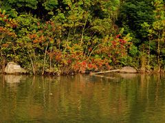 -吴淞炮台湾湿地森林公园烧烤区