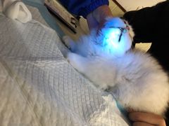 -飞行喵MR PILOT|猫舍·猫咖(静安大融城店)