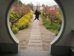 -南汇水蜜桃采摘(大团店)