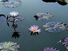 -国家植物园南园