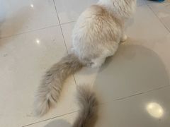 -逗柴咖啡屋·狗咖猫咖宠物桌游