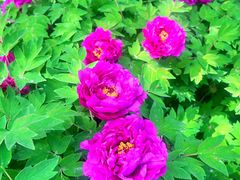 -东华门大街小区