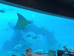 -海棠湾洲际-涛·海底餐厅·美人鱼·自助餐·海底隧道