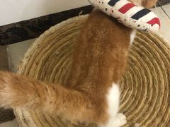 -宠颐生动物医院·猫科·心脏科(海口分院)