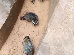 -云南野生动物园