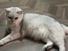 -伟伟宠物医院·CT影像中心·瑞派犬猫综合性门诊(汉口总院)