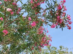-香蜜公园