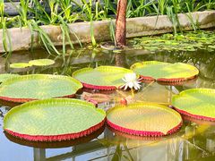-国家植物园南园