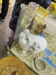 点击看大图 -神奇动物撸宠馆·羊驼·小浣熊·异宠(豫园店)
