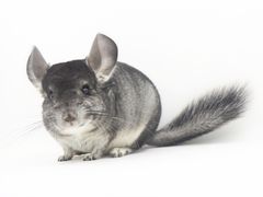 -龙猫仔乐园(惠福东路店)