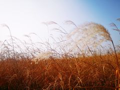 -鄱阳湖国家湿地公园