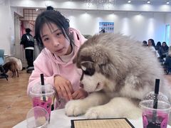-Let's go狗咖·猫咖·奶狗·桌游(春熙路IFS店)