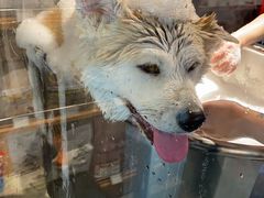 -PETKIT小佩宠物·低压洗护(国顺东路店)