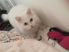-北京观赏动物医院·24小时大型综合·猫专科·异宠专科