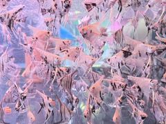-中环花鸟鱼虫市场
