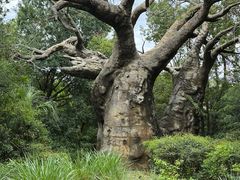 -奥兰多迪士尼动物王国乐园