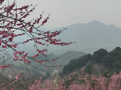 -新建村梅花