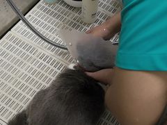 -北京观赏动物医院·24小时大型综合·猫专科·异宠专科