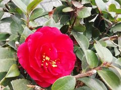 -鞠氏黑芝麻糊(水塔店)