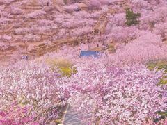 -苏州上方山国家森林公园