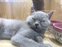 -屋虎猫馆(宝安大仟里店)
