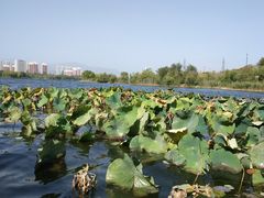 -永定河休闲森林公园