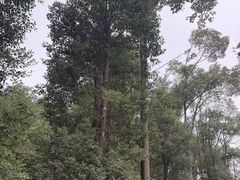 -青龙山国家森林公园