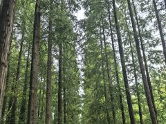 -黄海国家森林公园