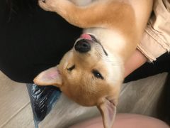 -浣熊柯尔鸭土拨鼠·电玩咖