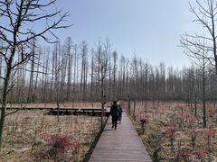 -黄海国家森林公园